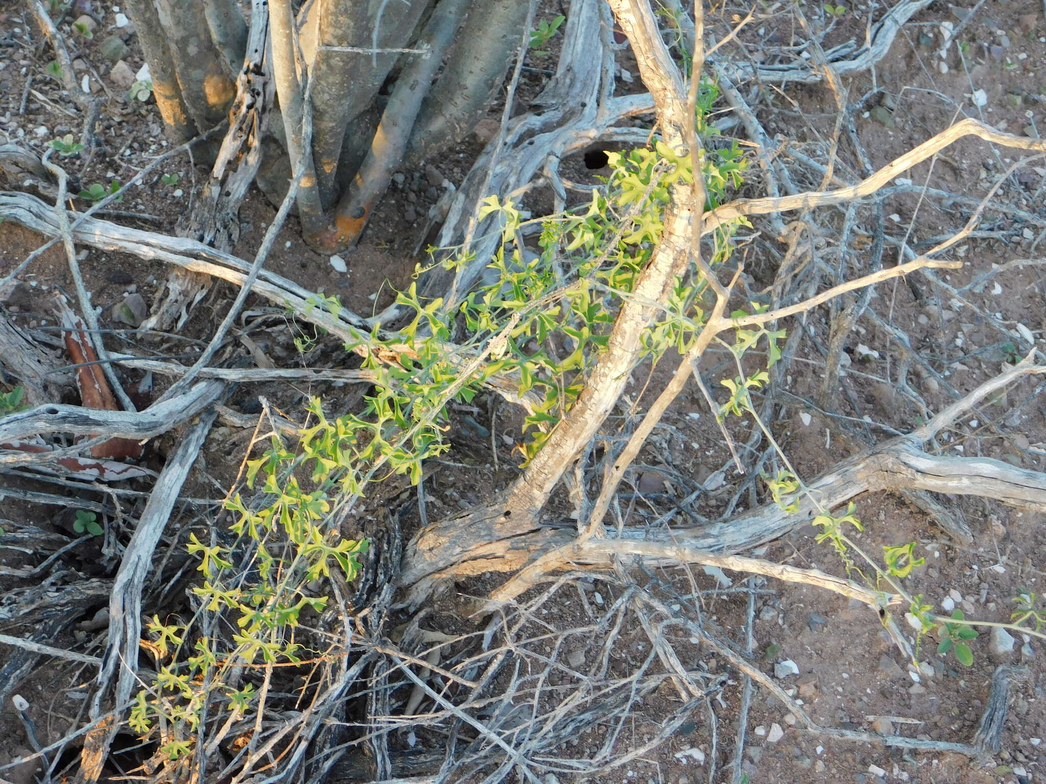 Image of Ibervillea sonorae (S. Watson) Greene