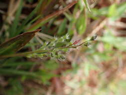 Image of Brachiaria subrostrata A. Camus