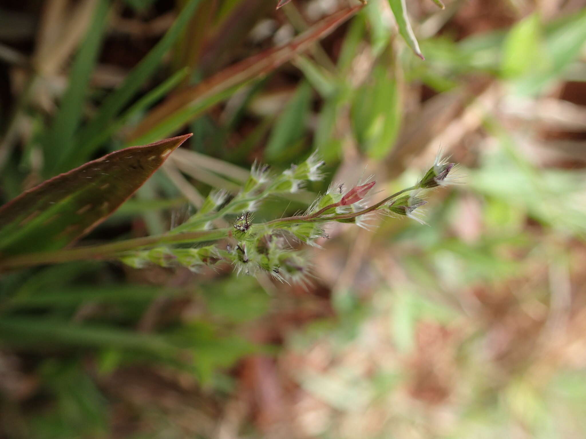 Plancia ëd Brachiaria subrostrata A. Camus