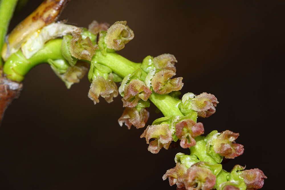 Image of Populus suaveolens Fisch.