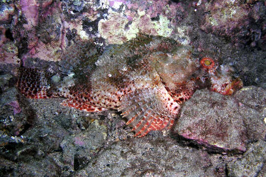 Image of Eastern Red scorpionfish