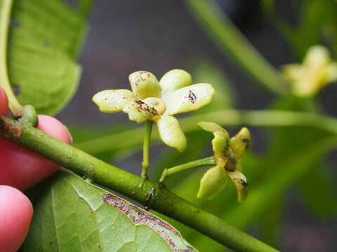 Image of Guatteria amplifolia Triana & Planch.