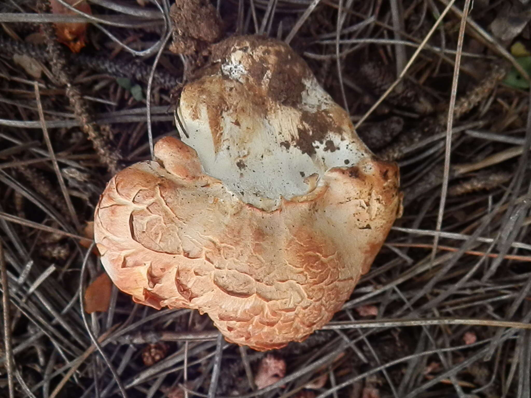 地花孔菌的圖片