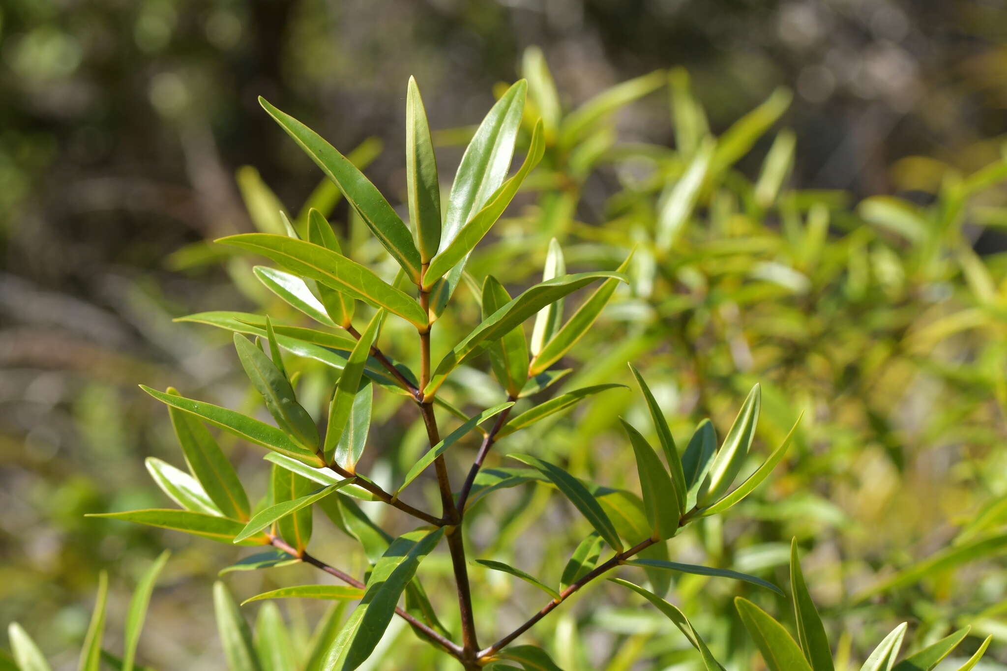 Image of Veronica ligustrifolia A. Cunn.