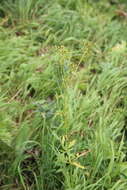 Image of Eleutherospermum cicutarium (M. Bieb.) Boiss.