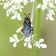 Image of Poison Ivy Sawfly