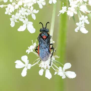 Image of Poison Ivy Sawfly