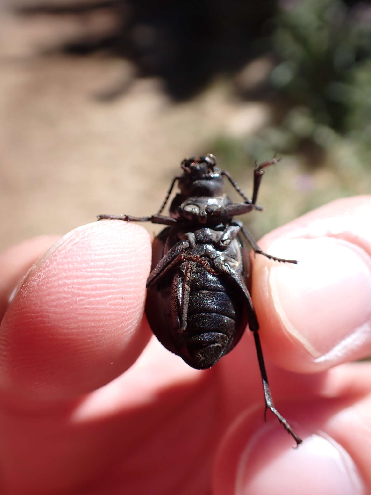 Image of <i>Pimelia laevigata costipennis</i>