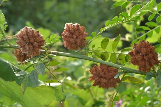 Image of Chinese licorice