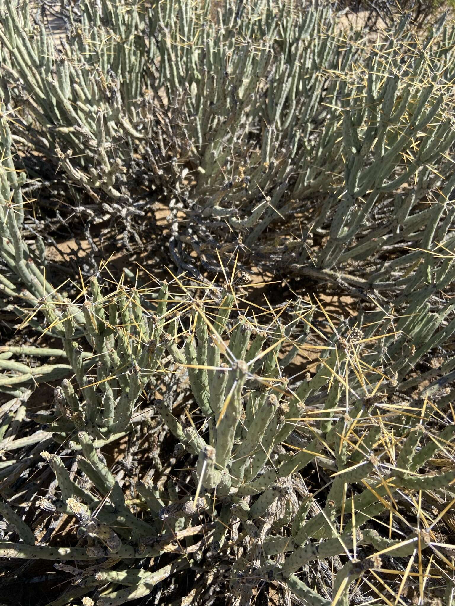 Imagem de Cylindropuntia tesajo (Engelm. ex J. M. Coult.) F. M. Knuth