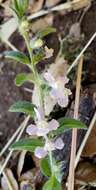 Image of Antirrhinum vexillocalyculatum subsp. intermedium D. M. Thompson