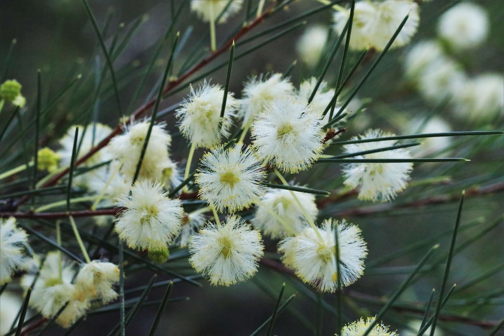 Imagem de Acacia quadrilateralis DC.