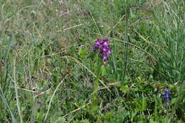 Anacamptis morio subsp. caucasica (K. Koch) H. Kretzschmar, Eccarius & H. Dietr. resmi