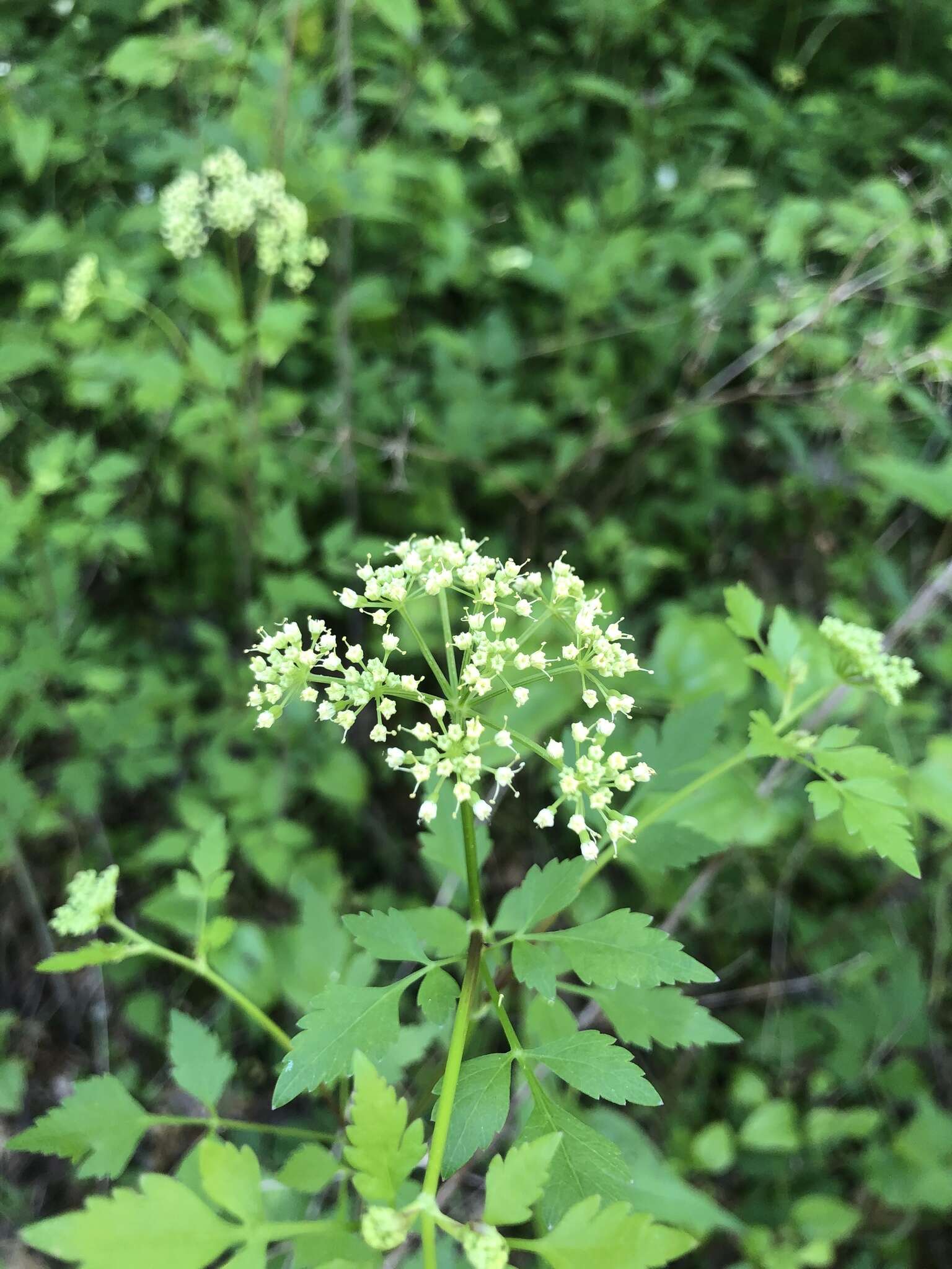 Image of hairyjoint meadowparsnip