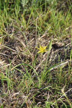 Image of Gagea reticulata (Pall.) Schult. & Schult. fil.