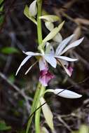 Image de Phaius tankervilleae (Banks) Blume