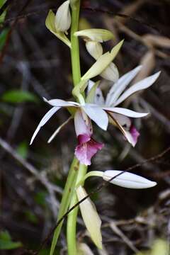 Image of Swamp orchid