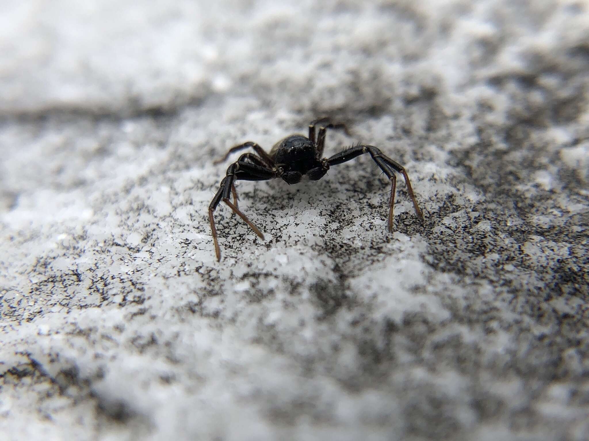 Image of Xysticus alboniger Turnbull, Dondale & Redner 1965