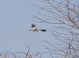 Image of Tanzanian Red-billed Hornbill