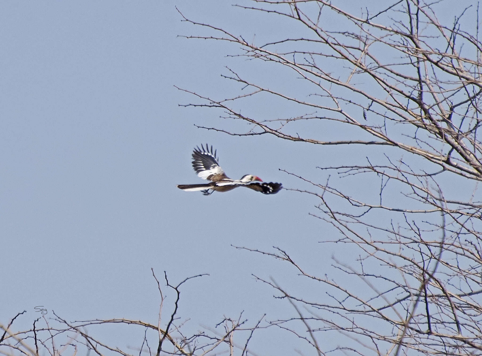 Image of Tanzanian Red-billed Hornbill