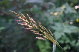 Image of frost grass