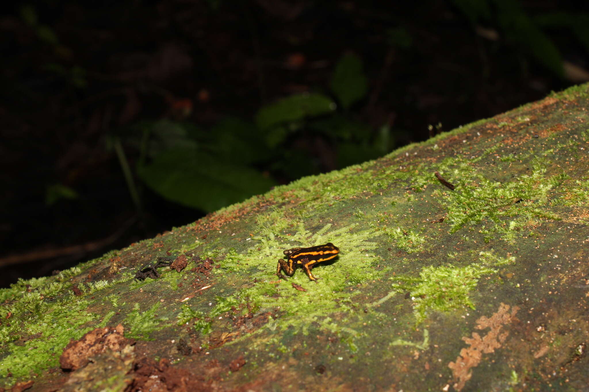 Image of Yellow-bellied Poison Frog