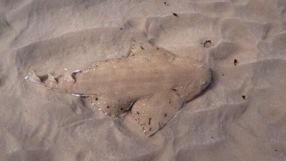 Image of Australian Angel Shark