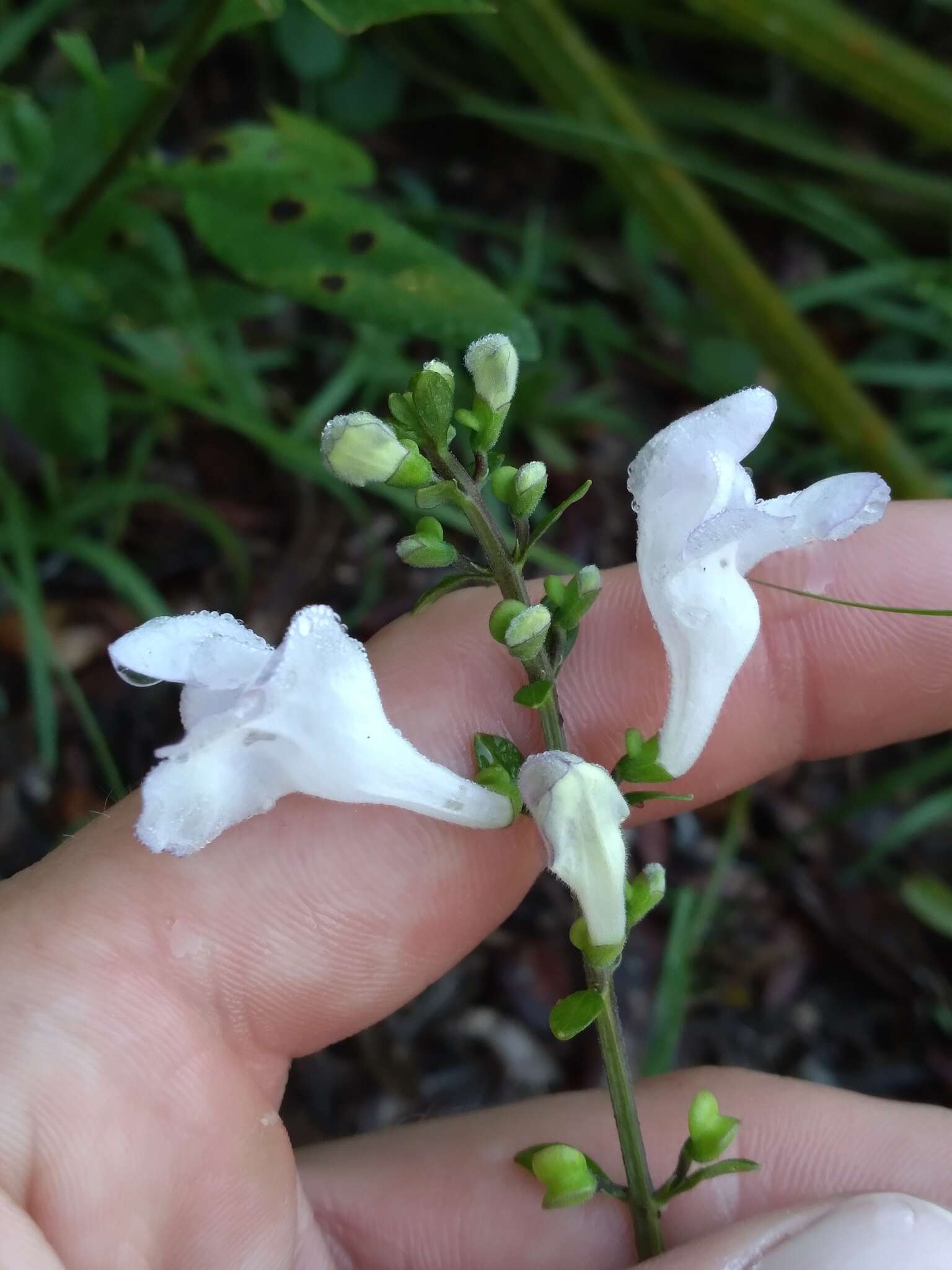 Image de Scutellaria arenicola Small