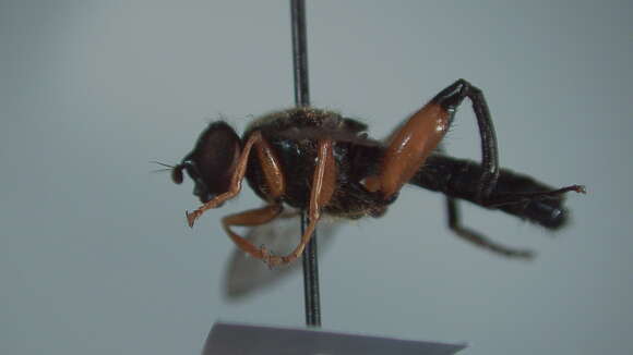 Image of Chalcosyrphus plesia (Curran 1925)