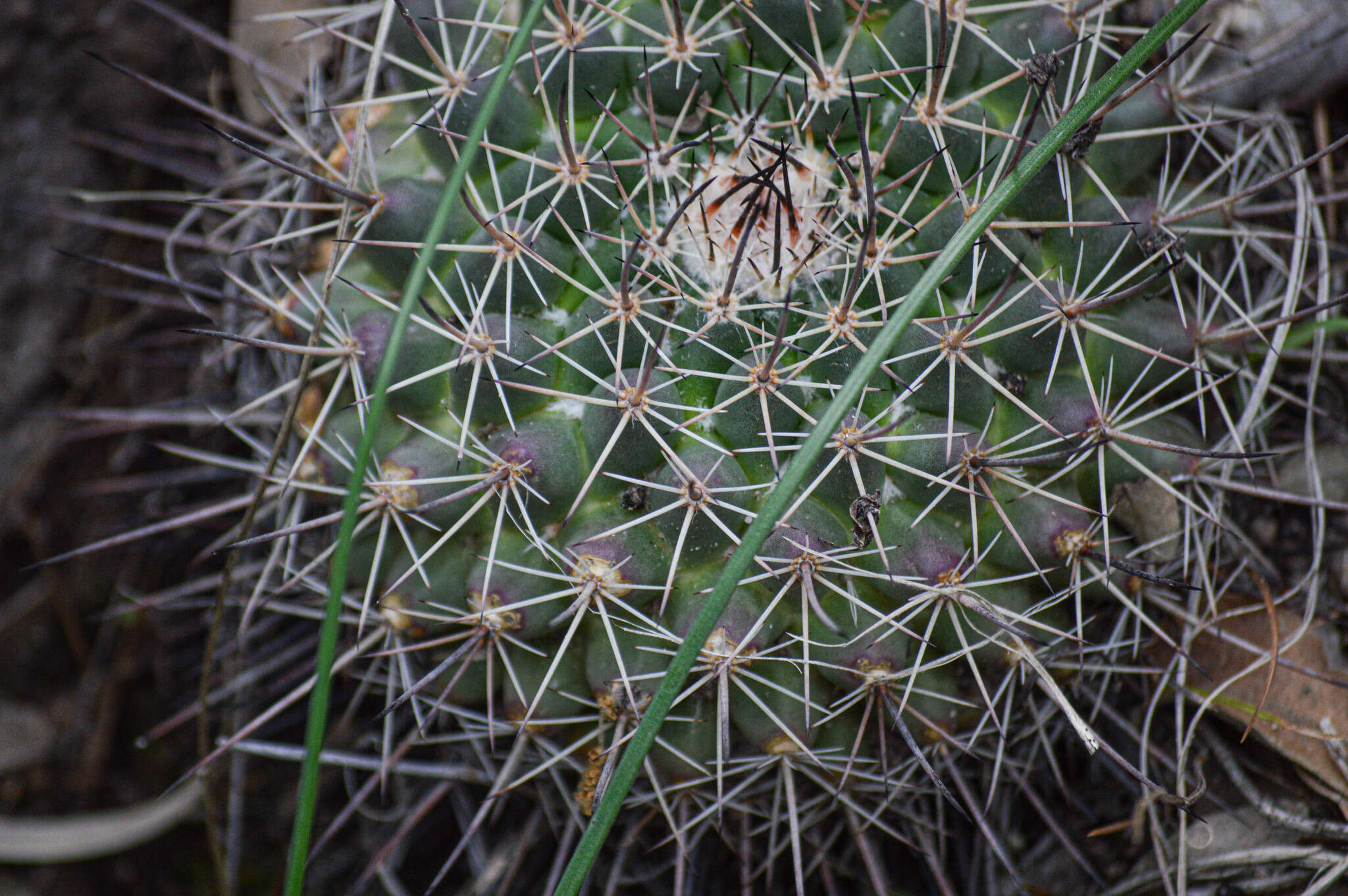 Image of Mammillaria melanocentra Poselg.