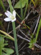 Image of Oregon Willowherb