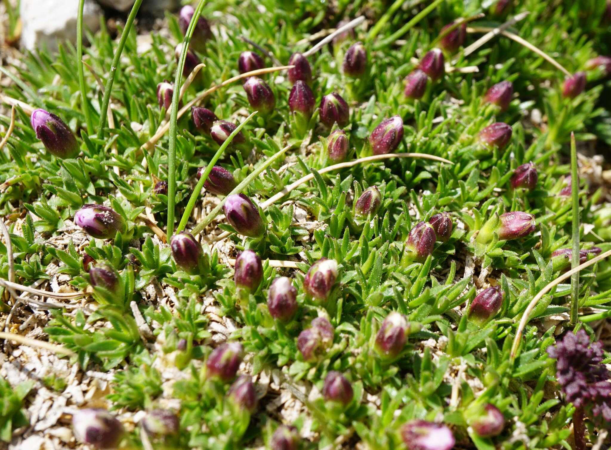 Image of Silene acaulis subsp. longiscapa Vierh.