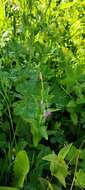 Image of alpine willowherb