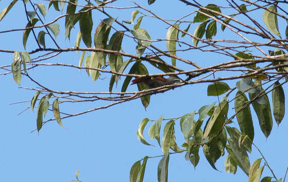 Image of Chestnut-backed Antshrike