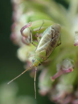 Image of Trefoil Plant Bug