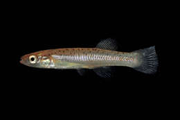 Image of Southern studfish