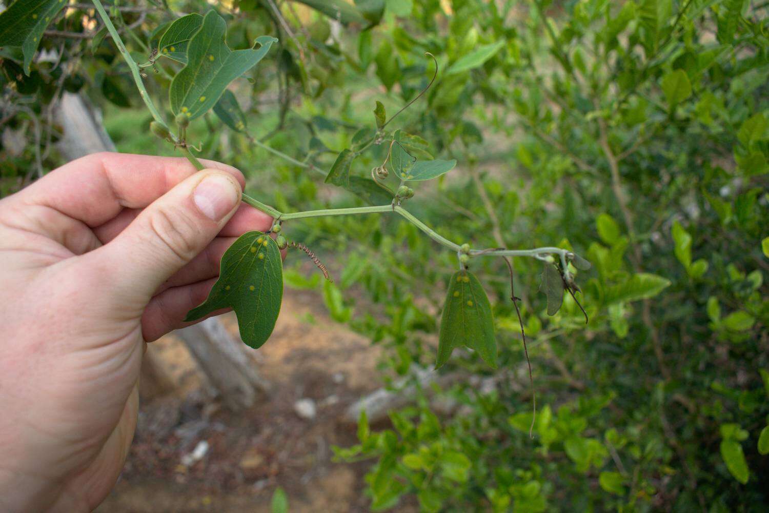 Passiflora cuneata Willd.的圖片