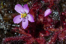 Imagem de Drosera trinervia Spreng.