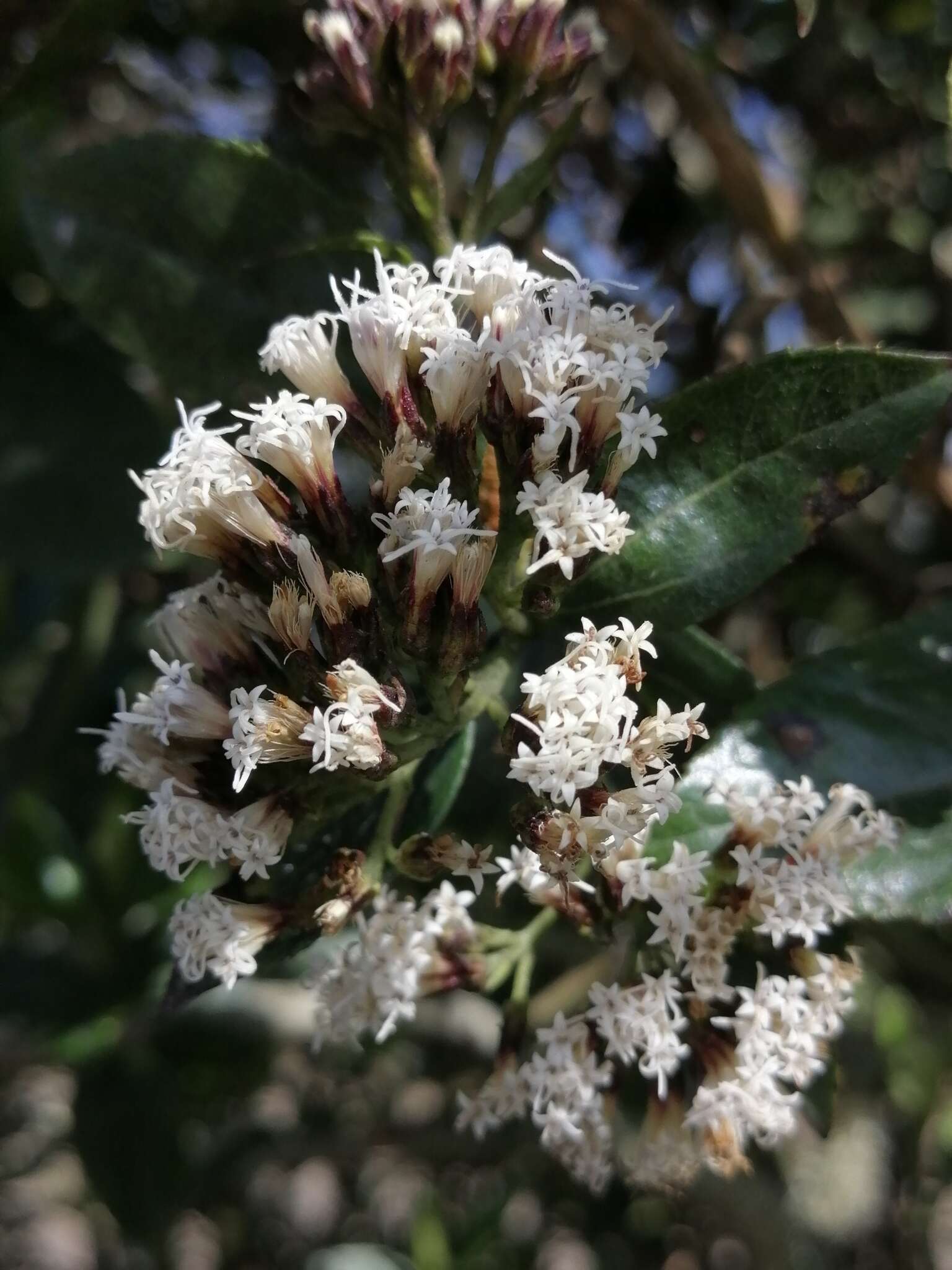 Sivun Ageratina pseudochilca (Benth.) R. King & H. Rob. kuva