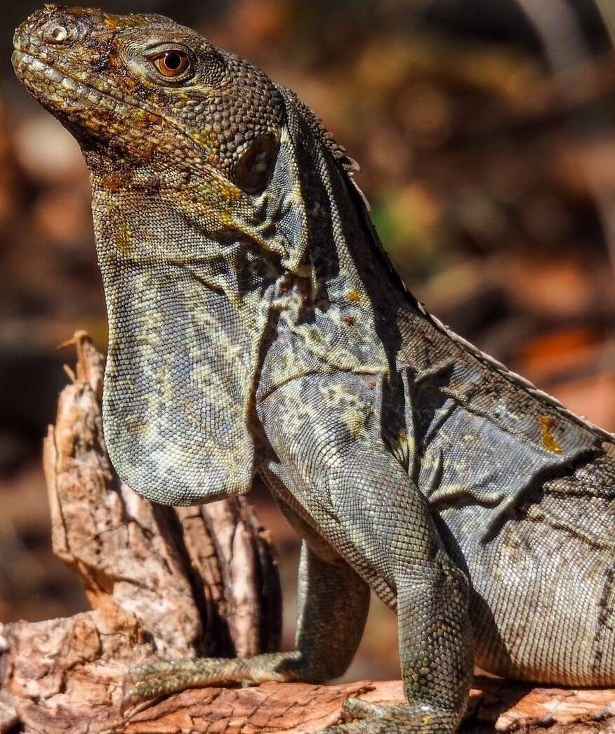 Image of Guatemalan Black Iguana