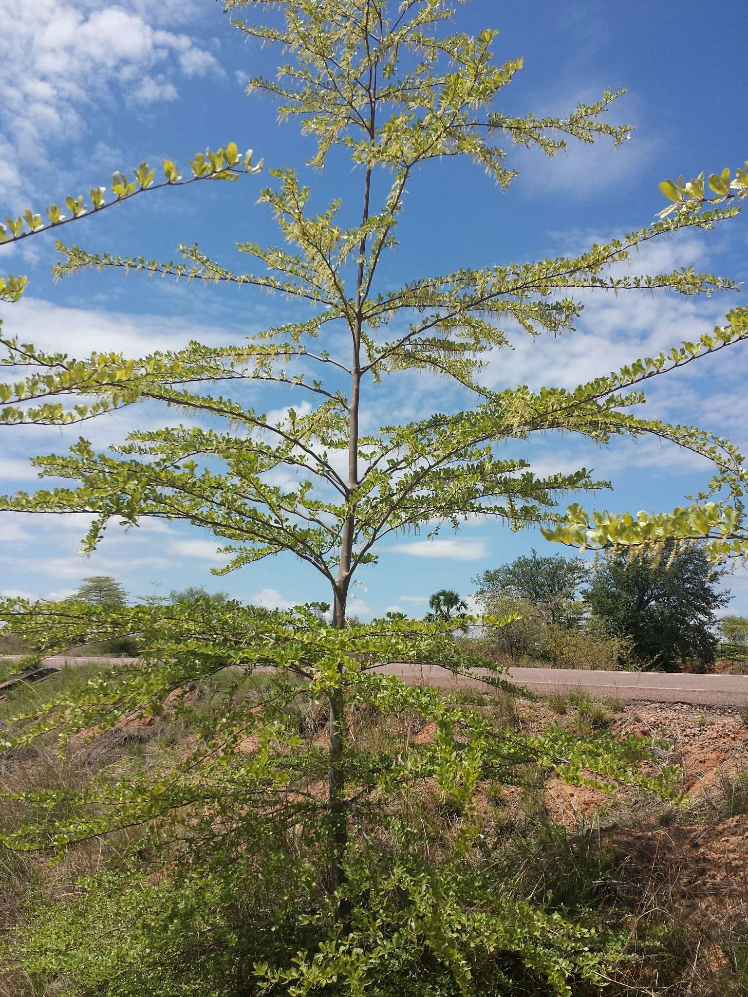 Image of Terminalia tropophylla H. Perrier