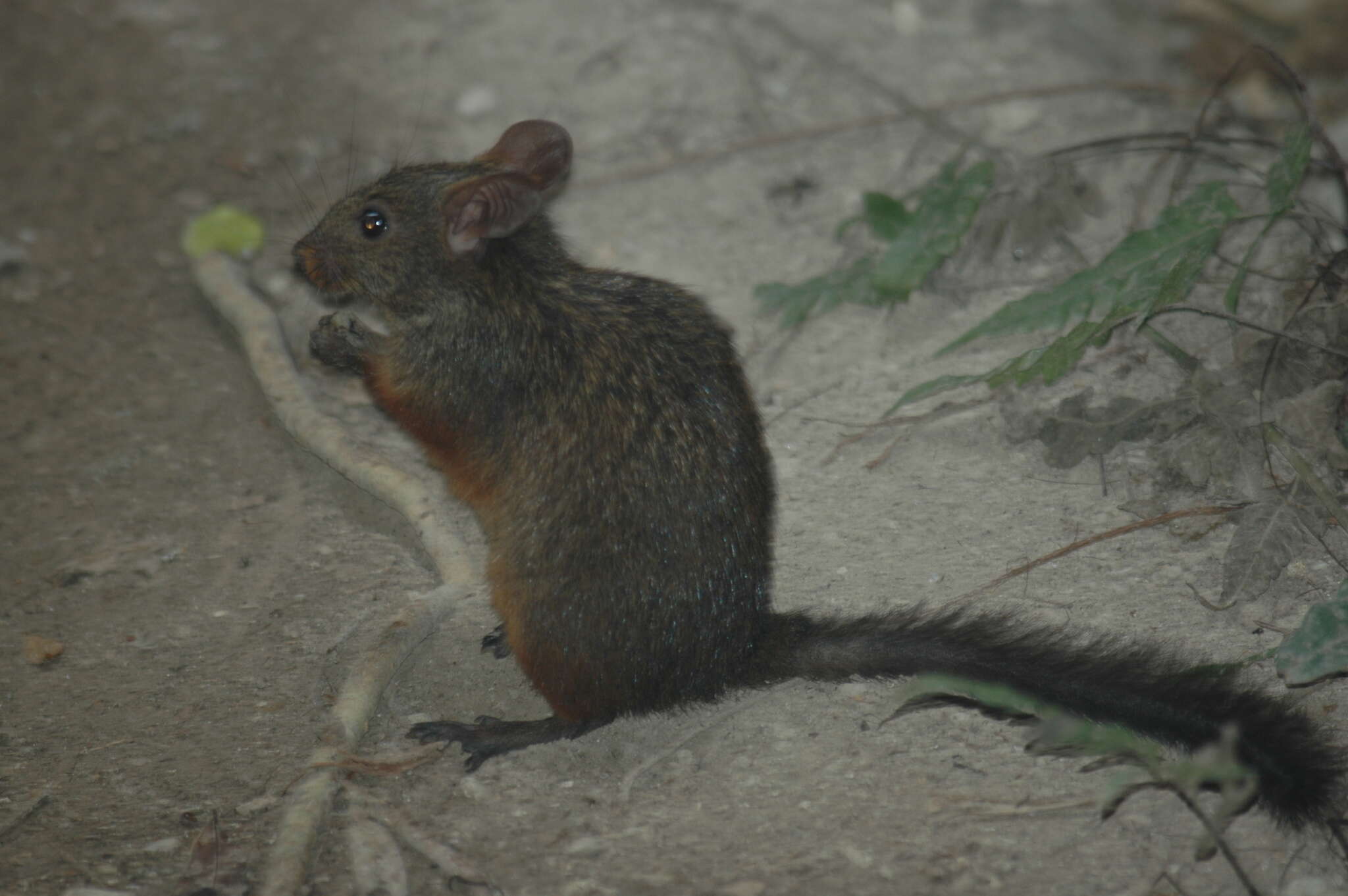 Image of Lowland Red Forest Rat