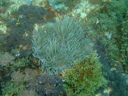 Image of Sebae Anemone