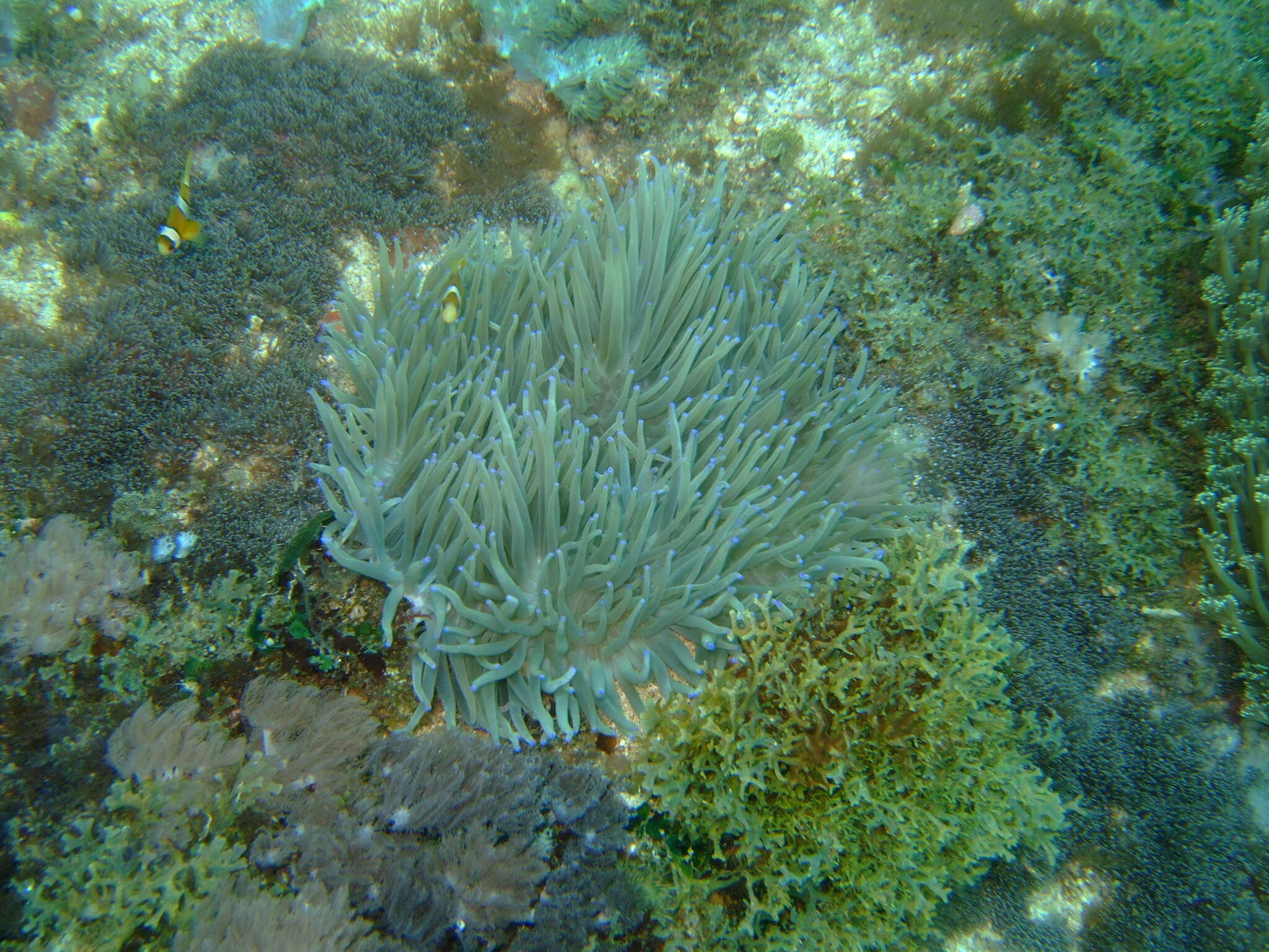 Image of Sebae Anemone