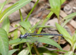 Image of azure flatwing