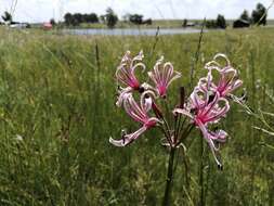 Image of Nerine angustifolia (Baker) W. Watson