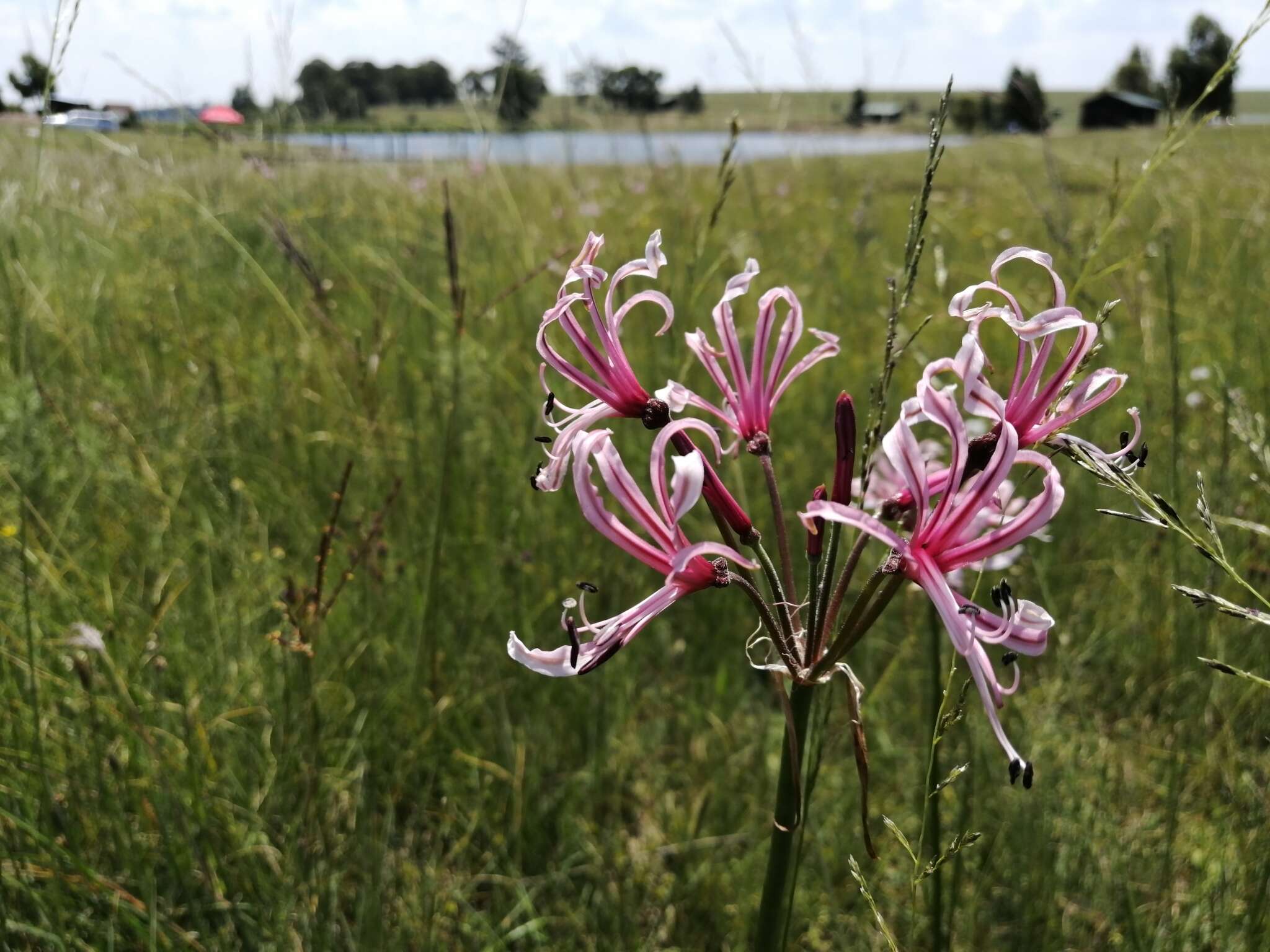 Image of Nerine angustifolia (Baker) W. Watson