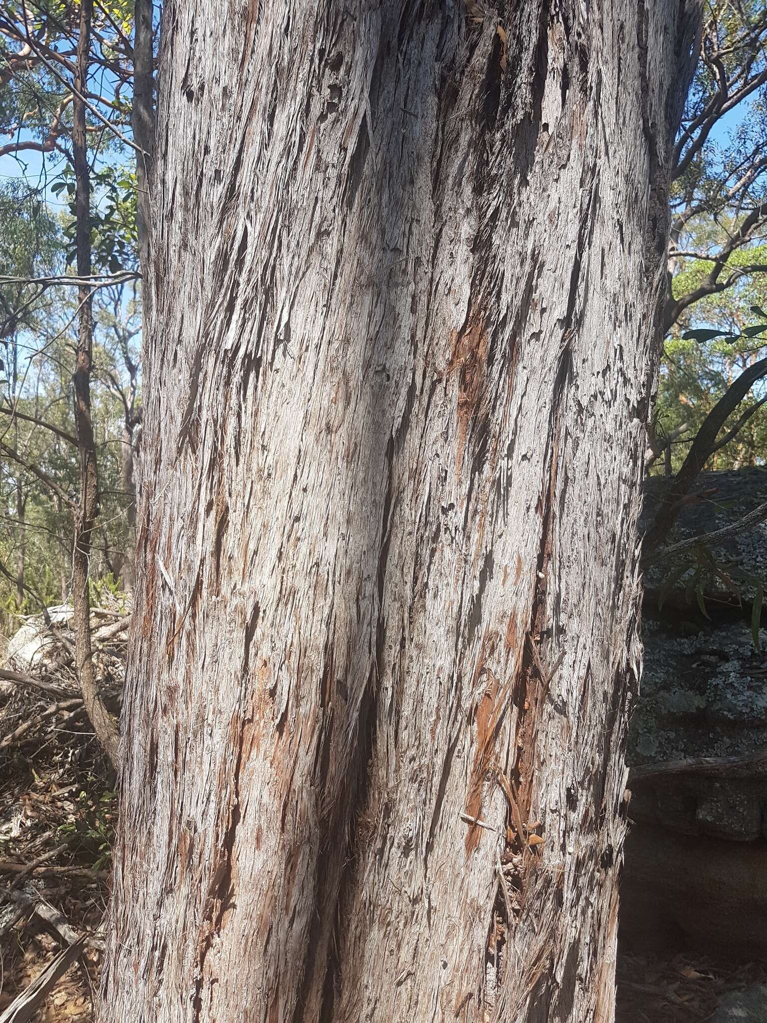 Imagem de Eucalyptus acmenoides Schauer