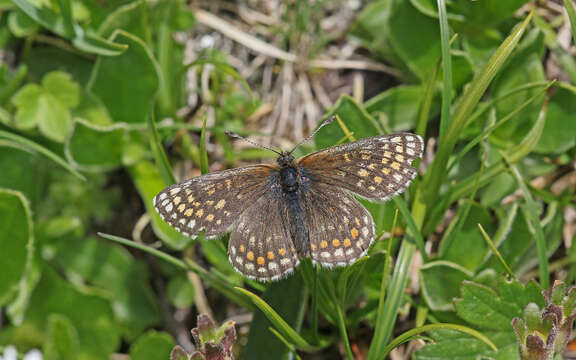 Imagem de Melitaea asteria Freyer 1828