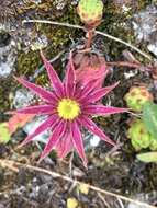 Image of Sempervivum montanum L.